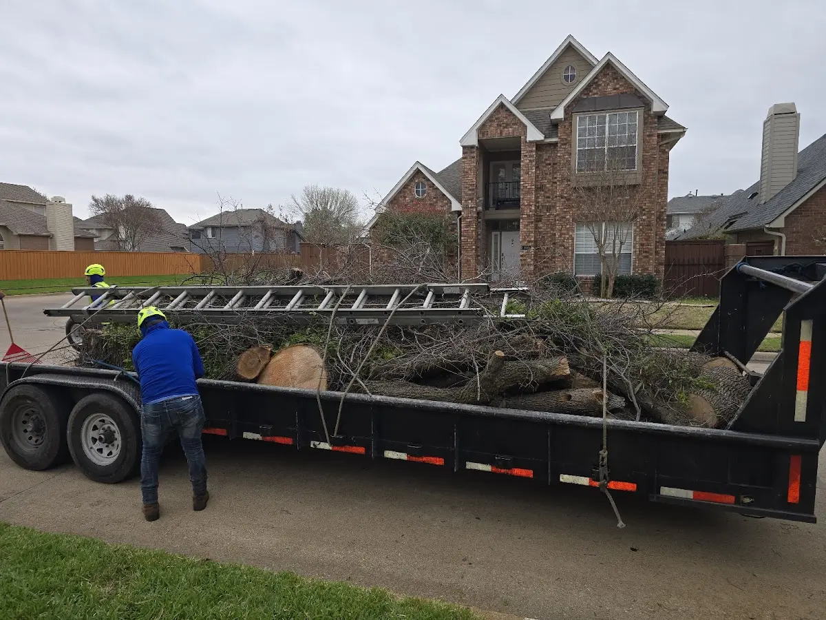 Expert Tree Pest Control with proper safety equipment in Cocoa
